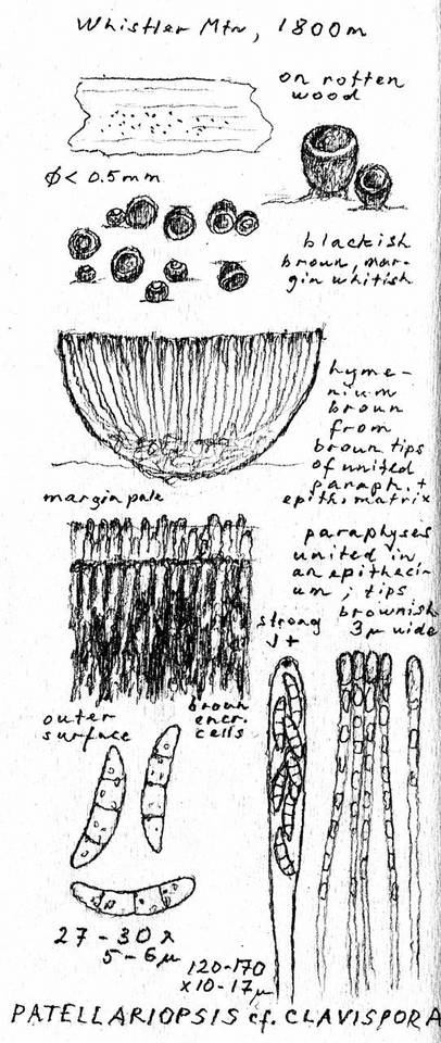 Patellariopsis clavispora image