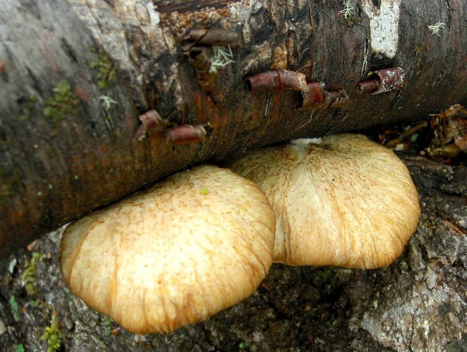 Polyporus gayanus image