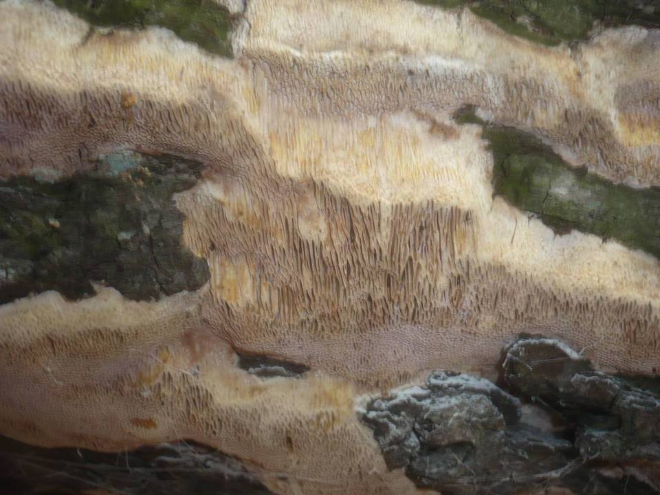 Pachykytospora tuberculosa image