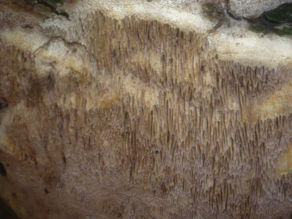 Pachykytospora tuberculosa image