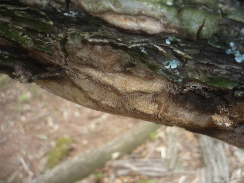 Pachykytospora tuberculosa image