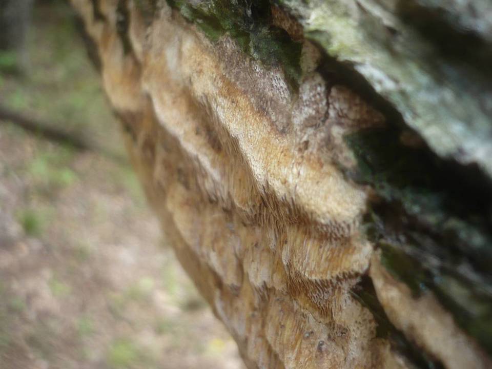 Pachykytospora tuberculosa image