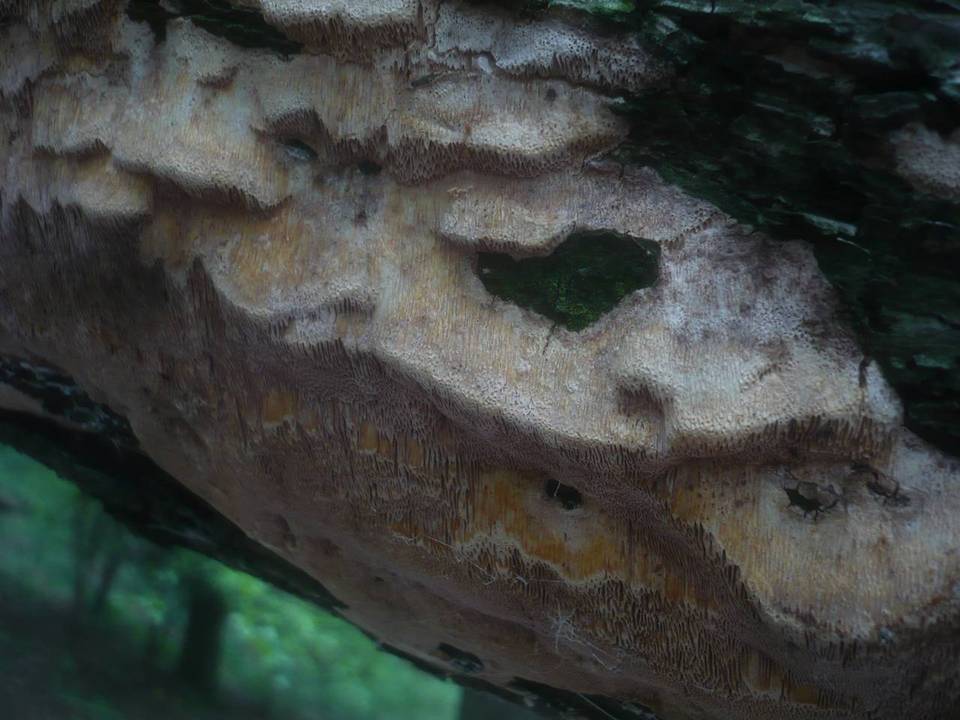 Pachykytospora tuberculosa image