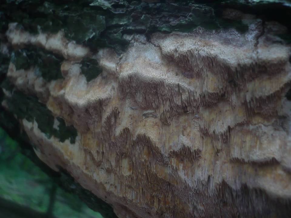 Pachykytospora tuberculosa image