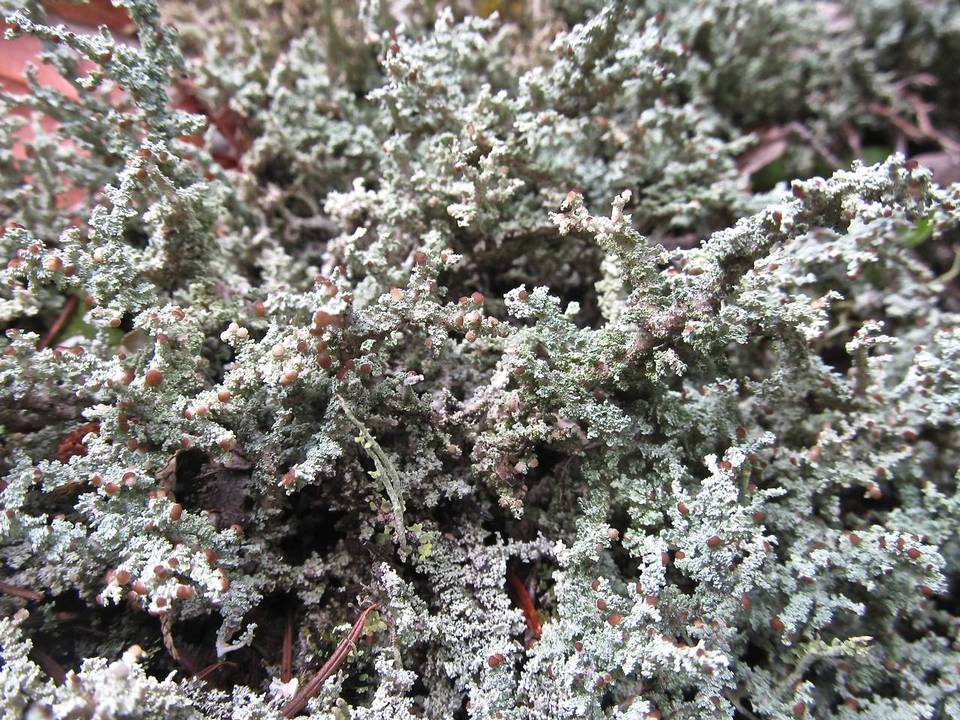Stereocaulon sasakii image