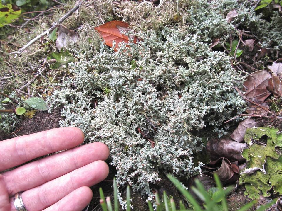 Stereocaulon sasakii image