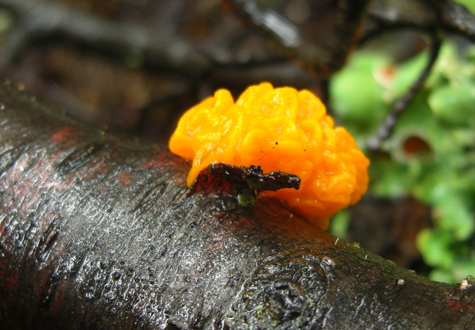 Naematelia image