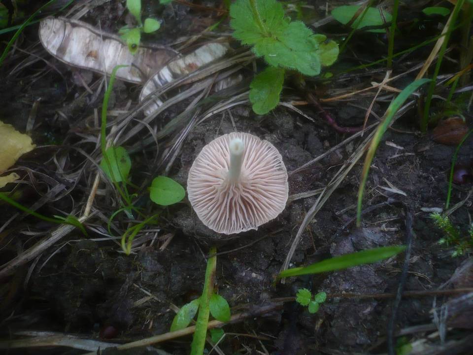 Entoloma neglectum image