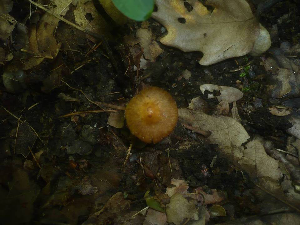 Inocybe mixtilis image