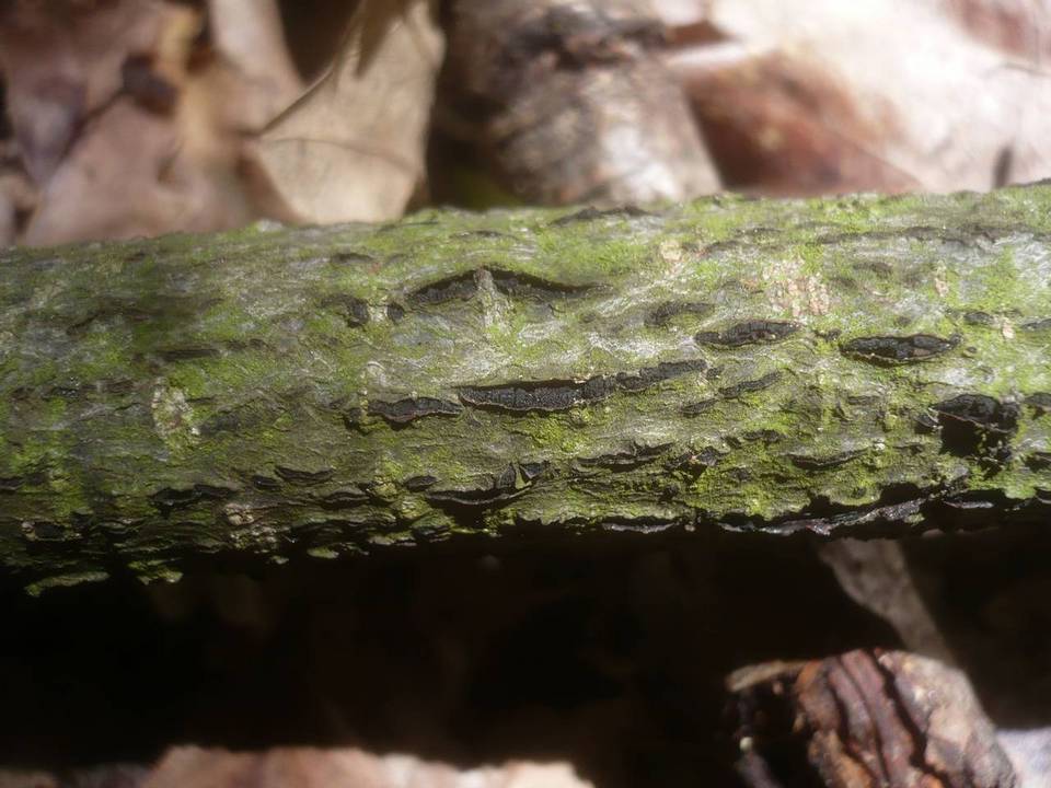 Karstenula rhodostoma image