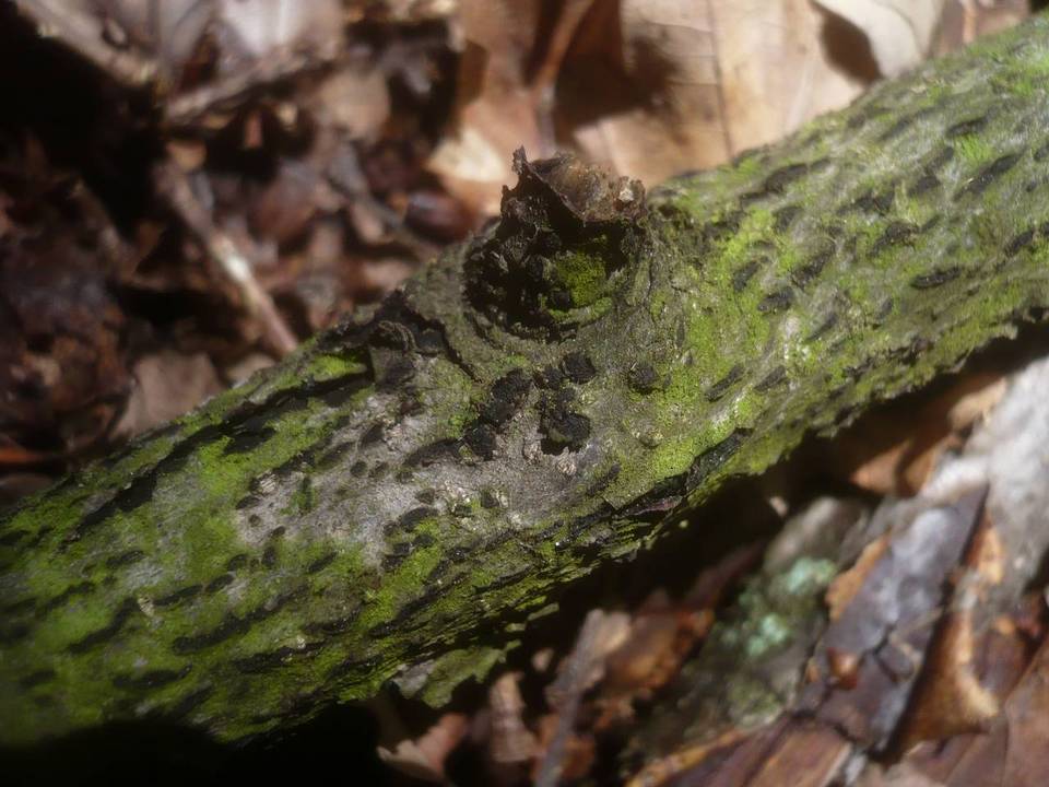 Karstenula rhodostoma image