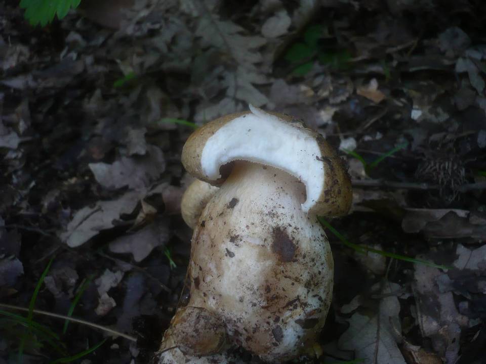 Pogonoloma image