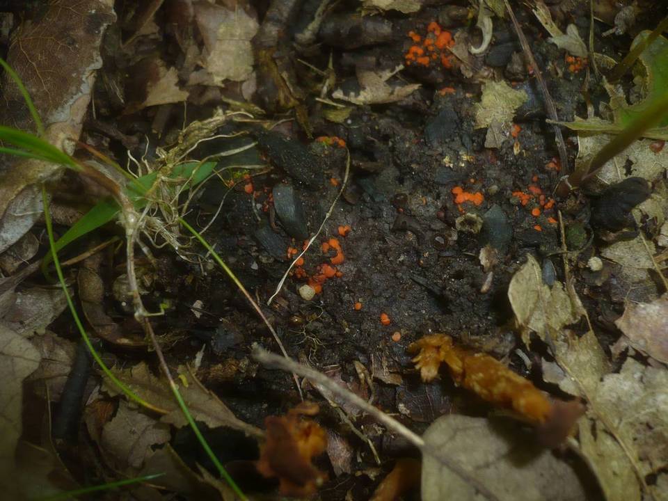 Pulvinula carbonaria image