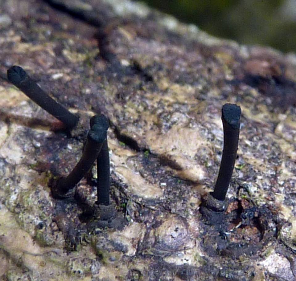Leprieuria bacillum image