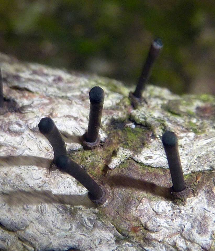 Leprieuria bacillum image