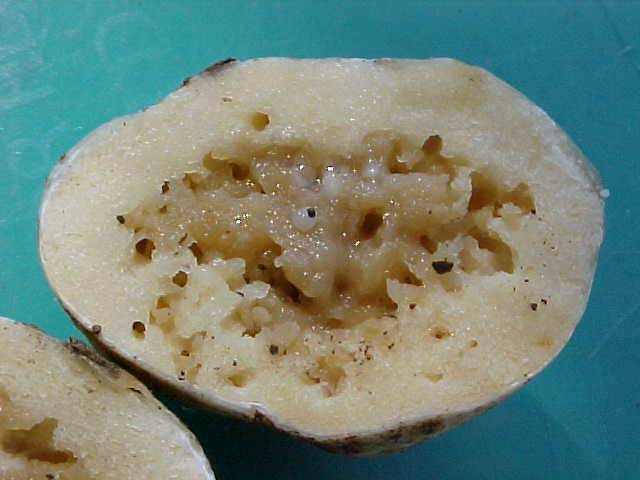 Gymnomyces abietis image