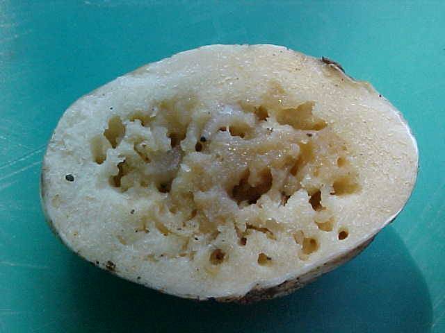 Gymnomyces abietis image