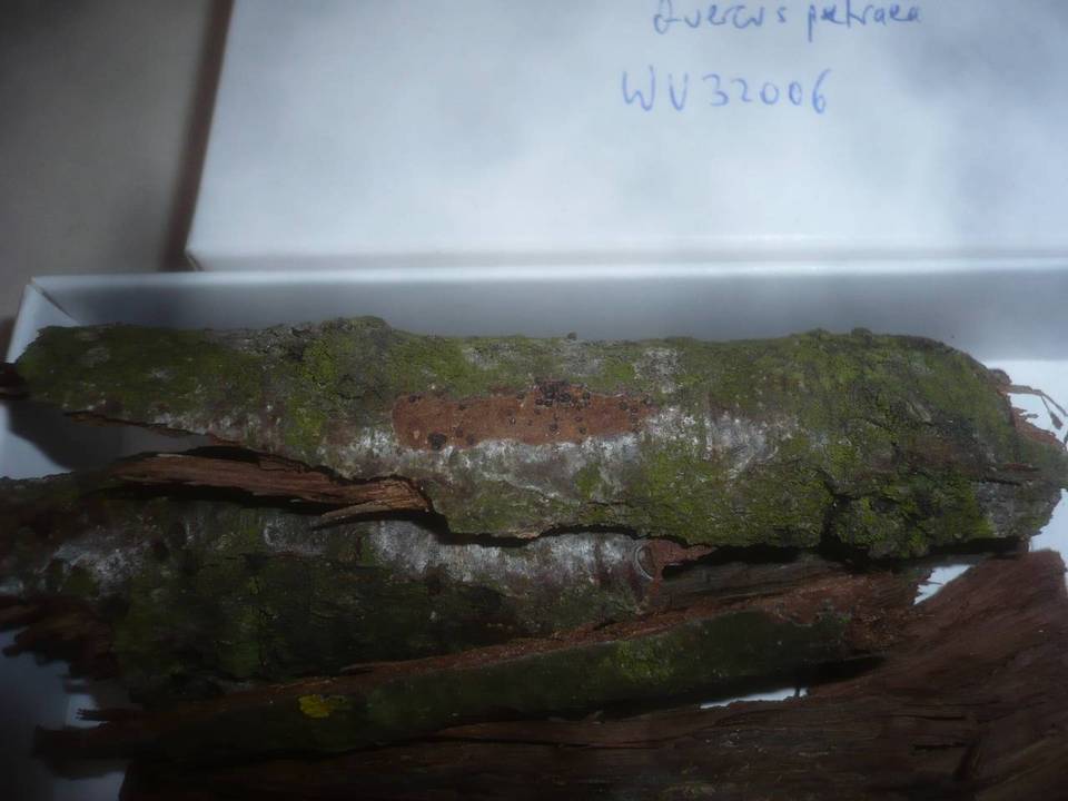Amphisphaeria bufonia image