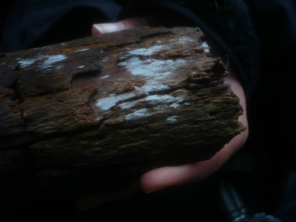 Cabalodontia subcretacea image