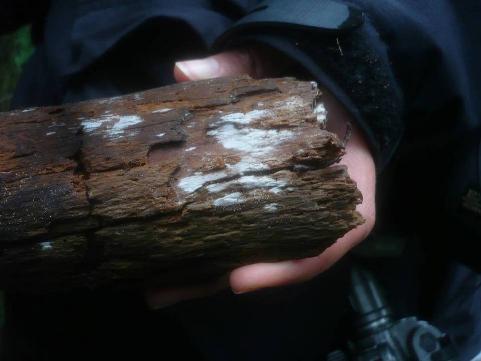 Cabalodontia subcretacea image
