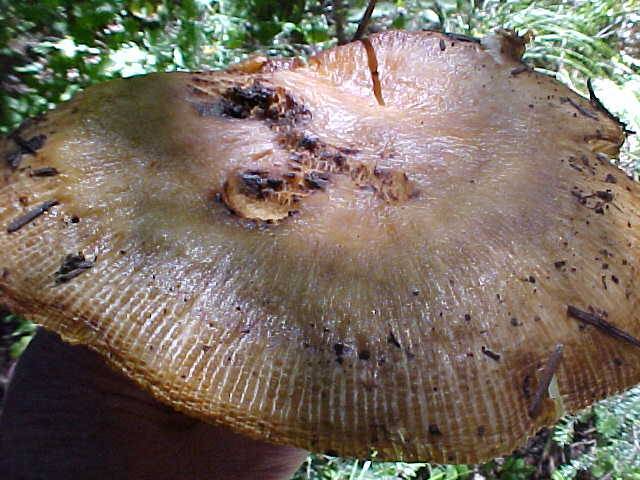 Russula subfoetens image