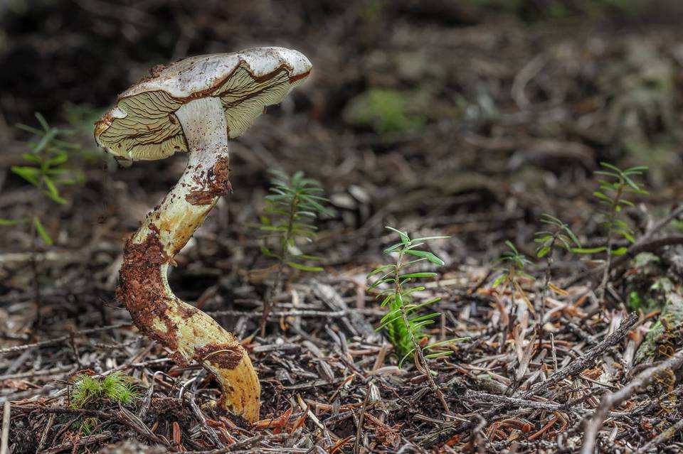 Gymnopilus punctifolius image