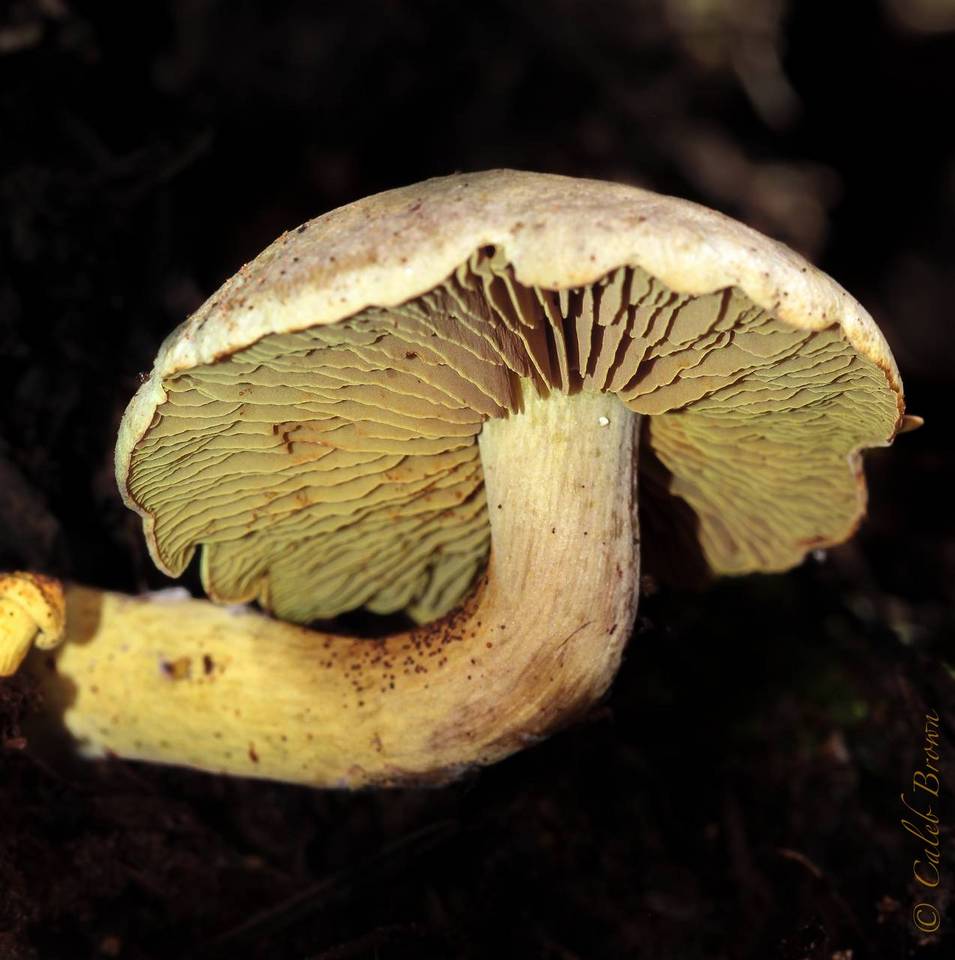 Gymnopilus punctifolius image