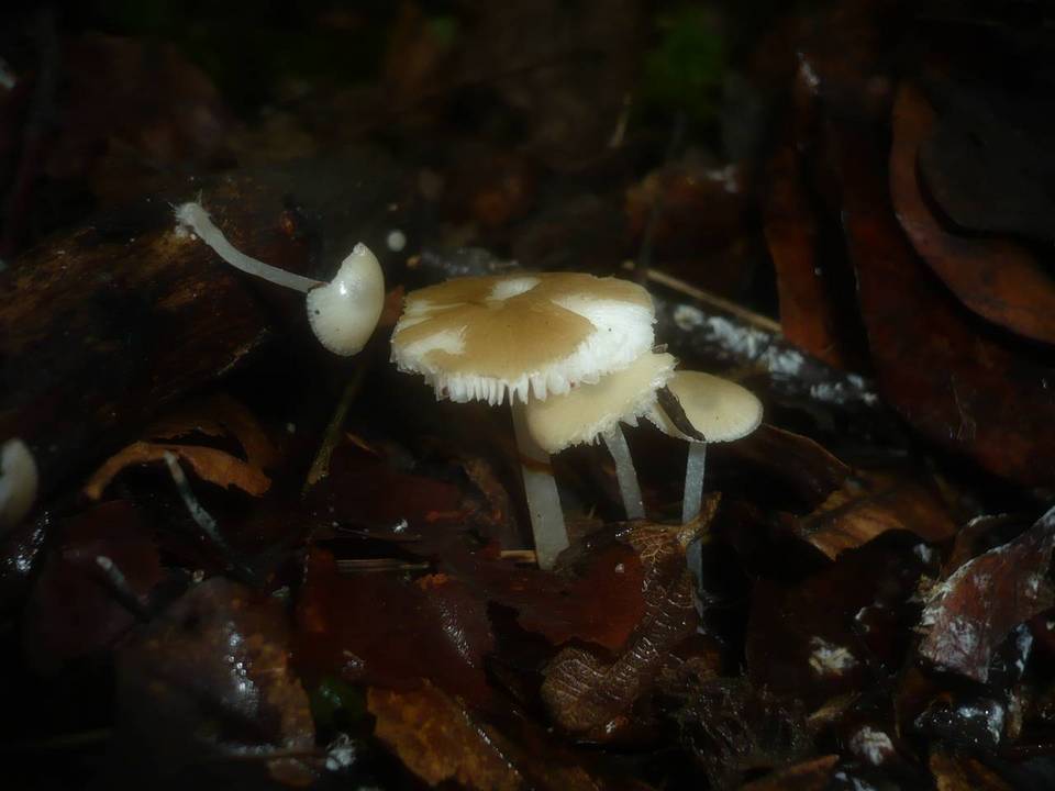 Hydropus subalpinus image