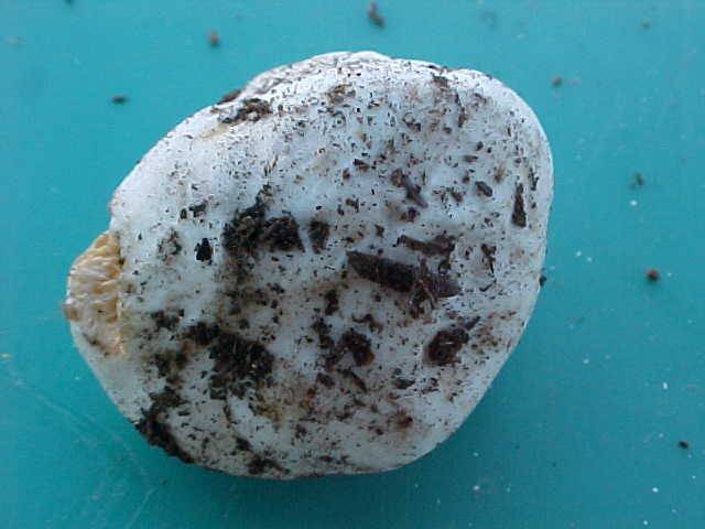 Gymnomyces abietis image