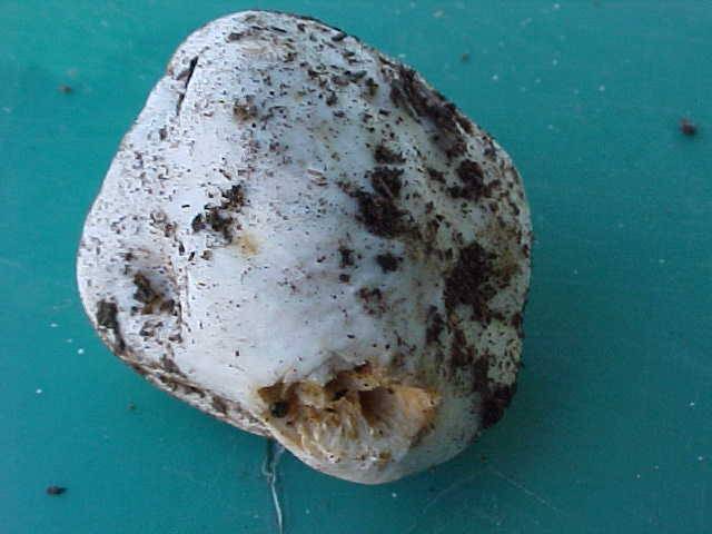Gymnomyces abietis image