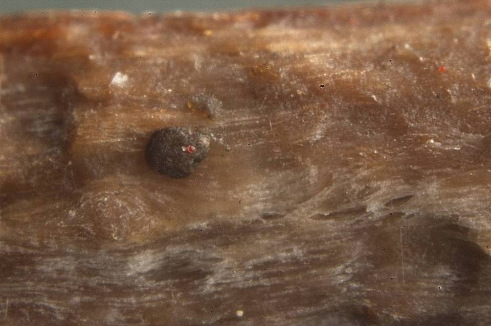 Patellariopsis clavispora image