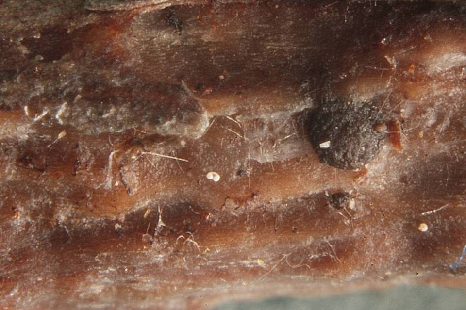 Patellariopsis clavispora image