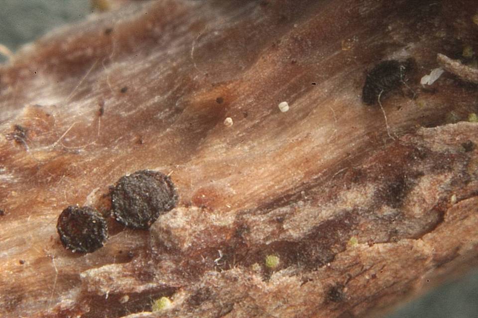 Patellariopsis clavispora image