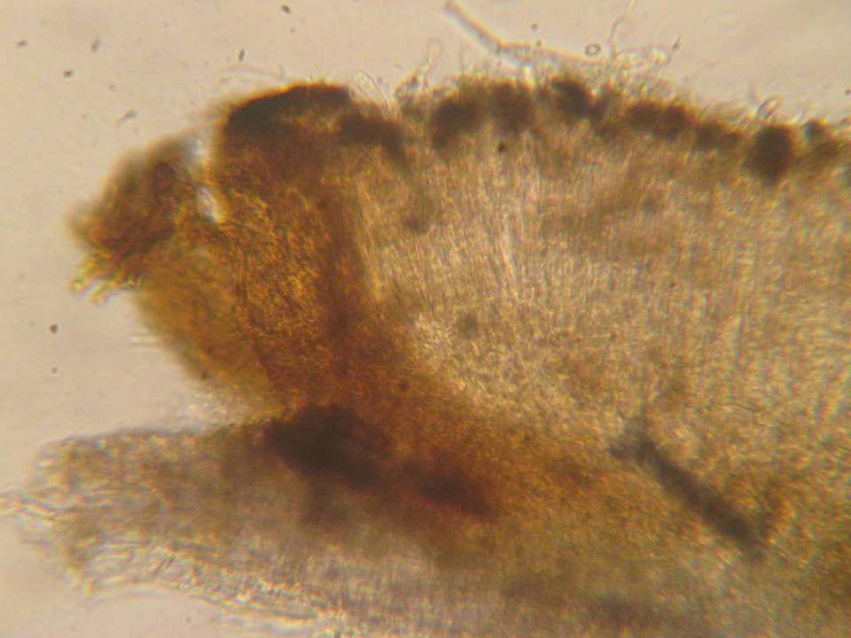Patellariopsis clavispora image