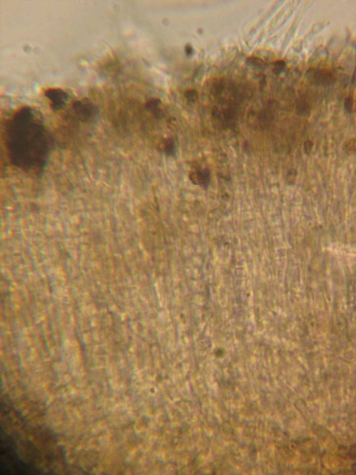 Patellariopsis clavispora image