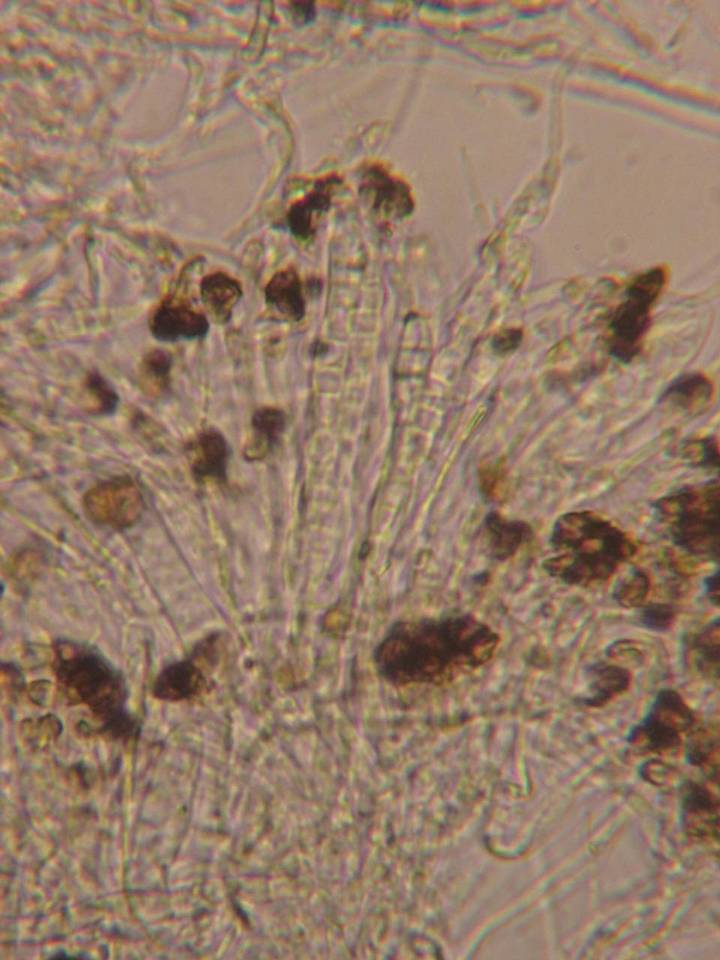 Patellariopsis clavispora image