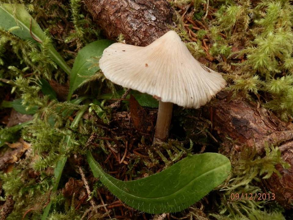 Inocybe aurora image
