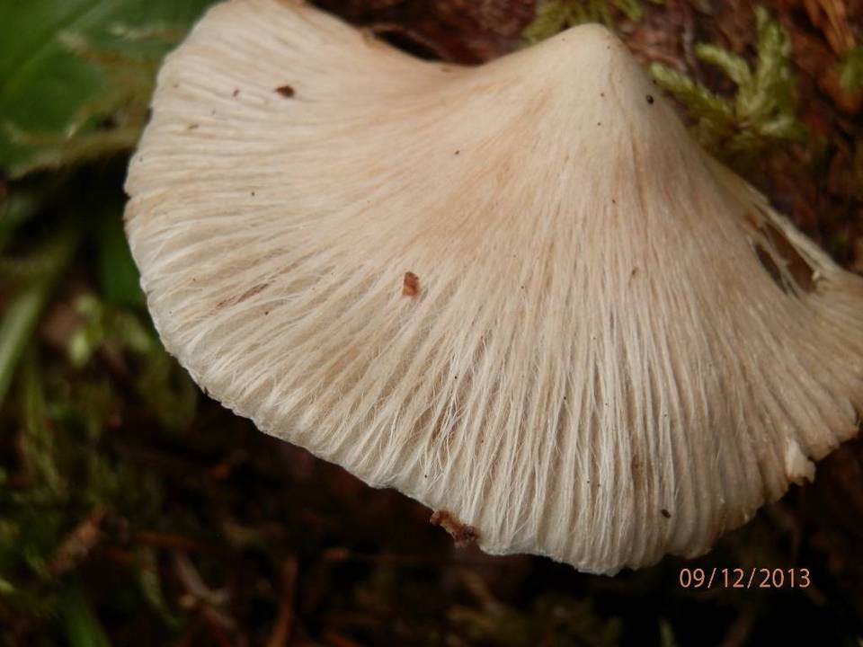 Inocybe aurora var. inodorata image