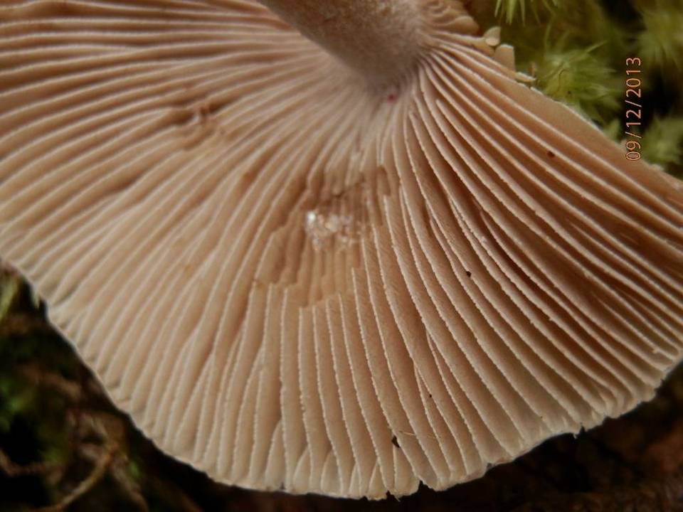Inocybe aurora image