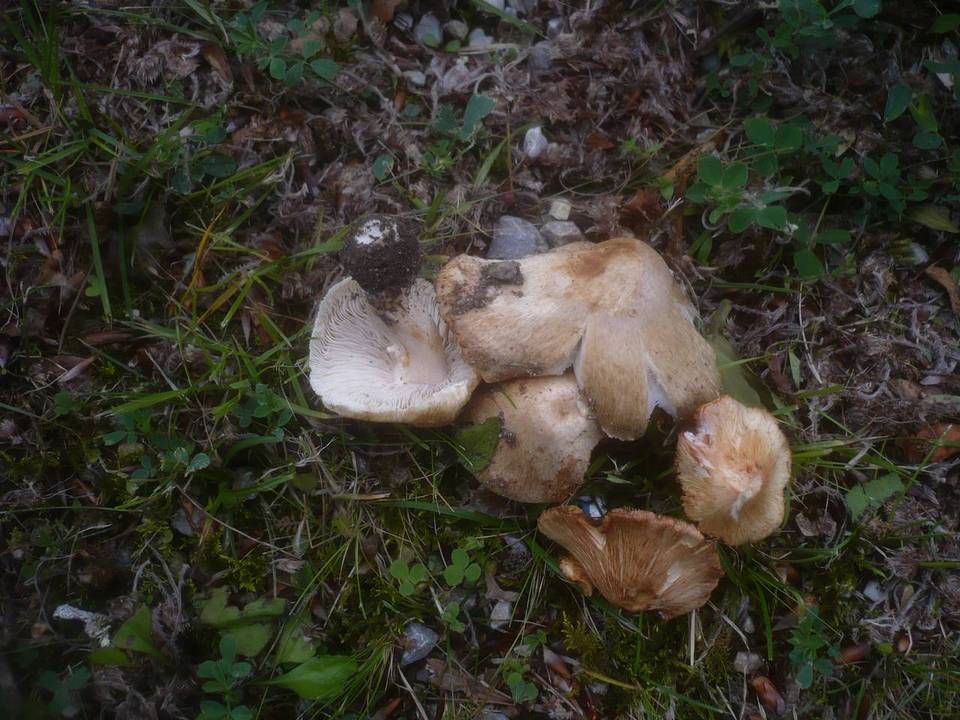 Inocybe erubescens image