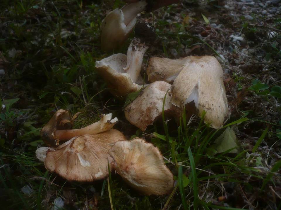 Inocybe erubescens image