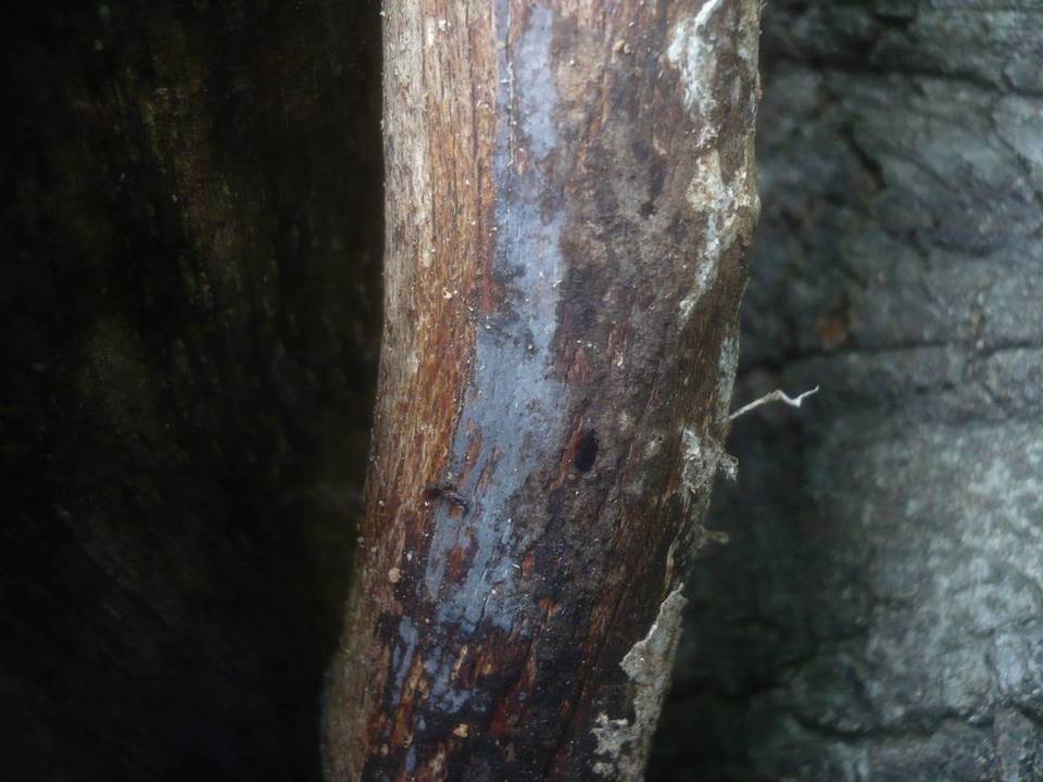 Peniophora lycii image