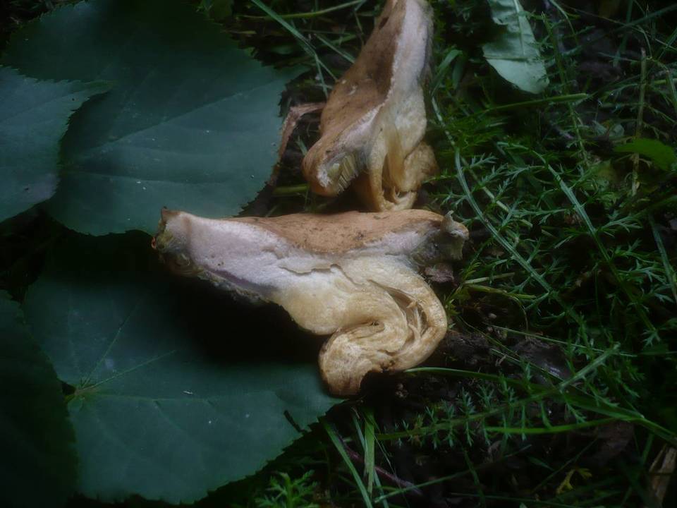 Boletus bubalinus image