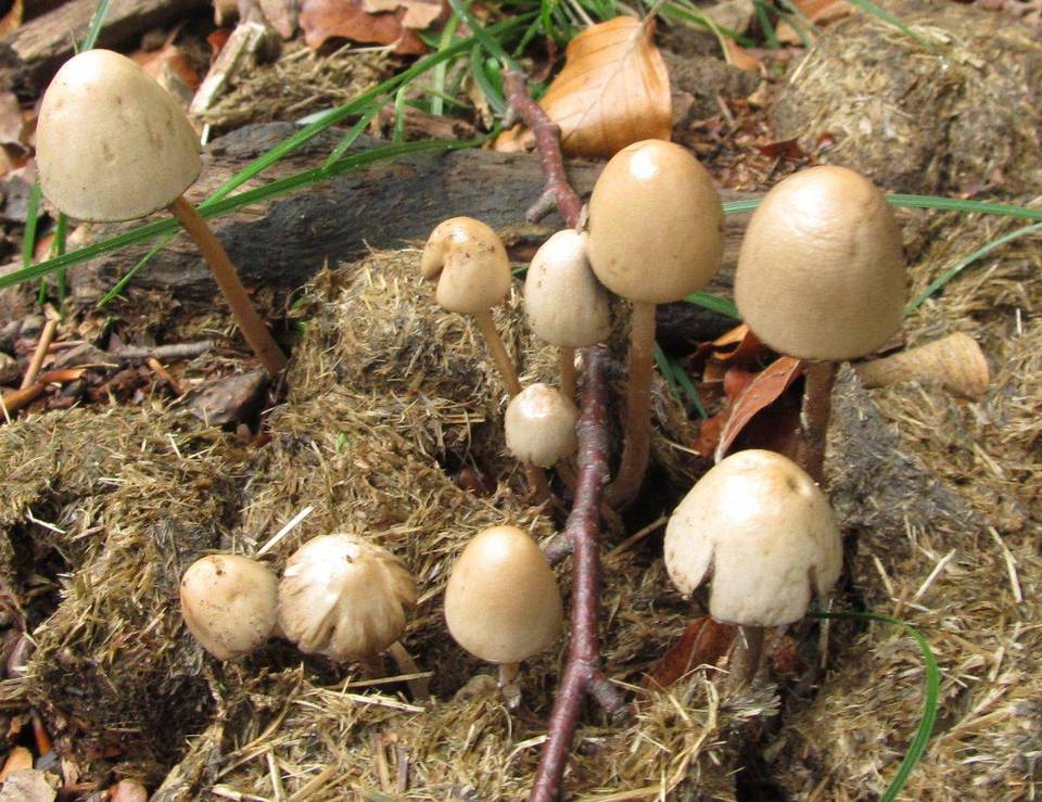 Panaeolus semiovatus var. phalaenarum image