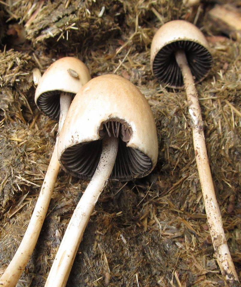 Panaeolus semiovatus var. phalaenarum image