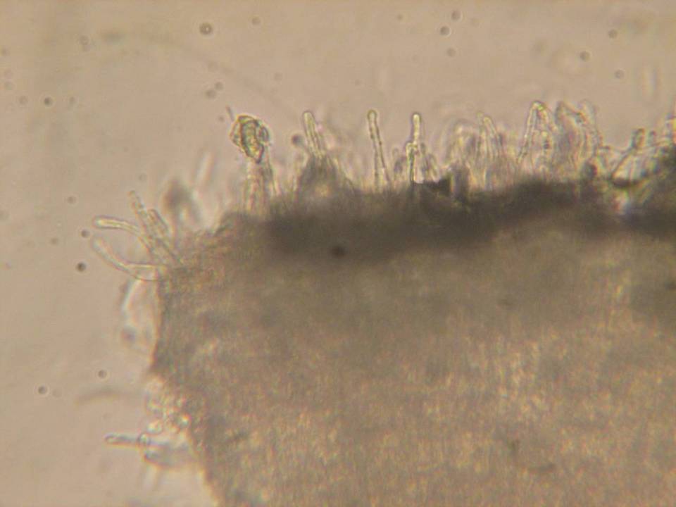Hyaloscypha quercicola image
