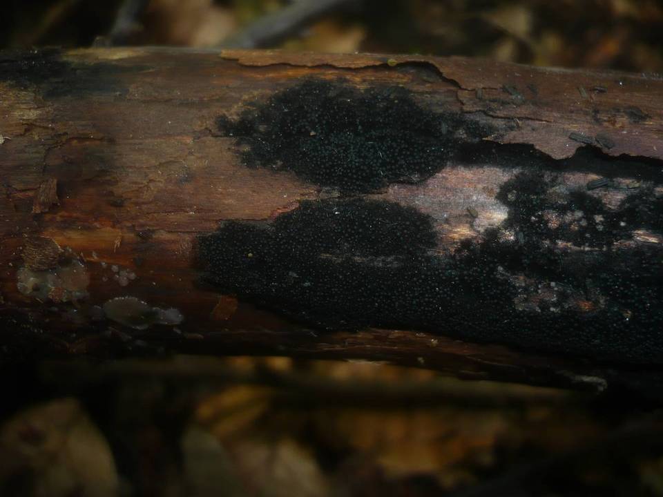 Nitschkia grevillei image