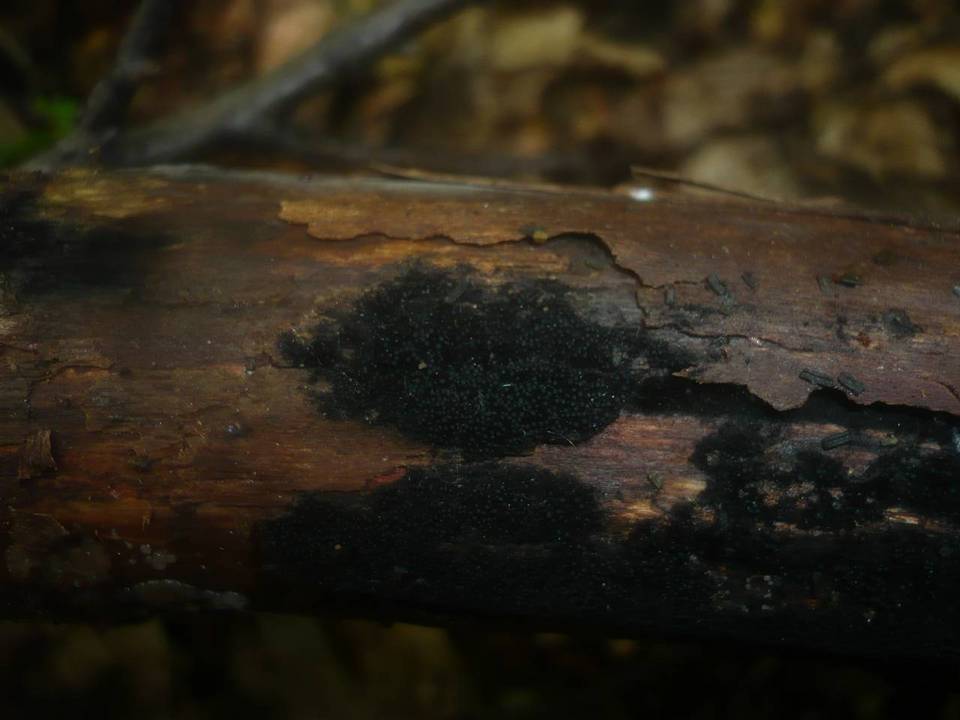 Nitschkia grevillei image