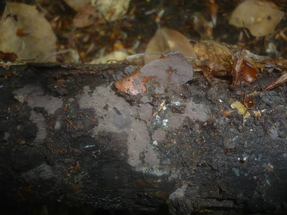 Tomentella neobourdotii image