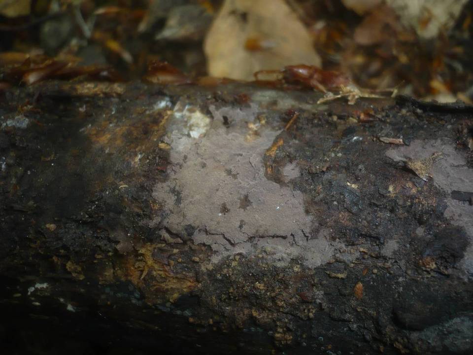 Tomentella neobourdotii image